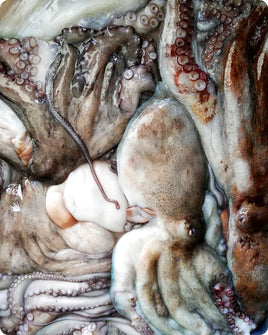Octopus Fresh ($30/KG)