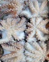 Octopus Frozen($ 20/kg)
