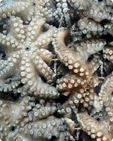 Octopus Frozen($ 20/kg)