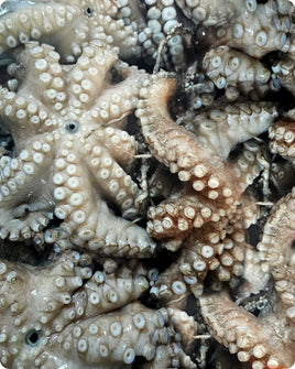 Octopus Frozen(12Kg)
