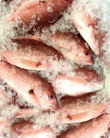 Pink Snapper Big Frozen (20Kg)