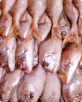 Pink Snapper Big Frozen (20Kg)