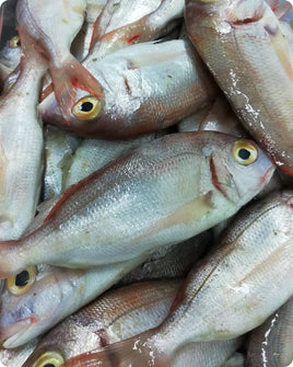 Red Sea Bream Fresh ($28/KG)