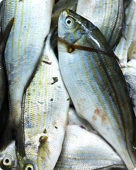 Salpa Fresh ($28/KG)