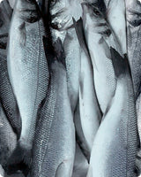 Sea Bass Frozen (5KG)
