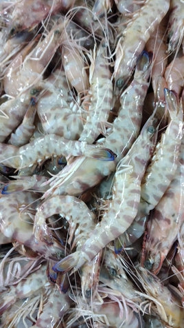 Tiger Shrimp Fresh ($60/KG)