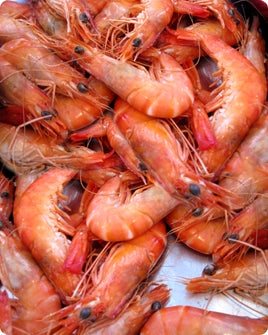 Pink Shrimp Medium Fresh ($40/KG)