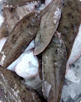 Sole Fresh ($35/Kg)