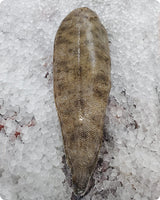Sole Frozen (20Kg)