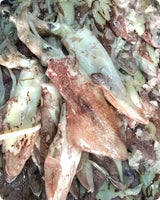 Squid Fresh ($30/Kg)