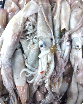 Squid Fresh ($30/Kg)