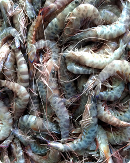 Tiger Shrimp Fresh ($60/KG)