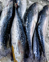 Tuna Fresh ($28/Kg)
