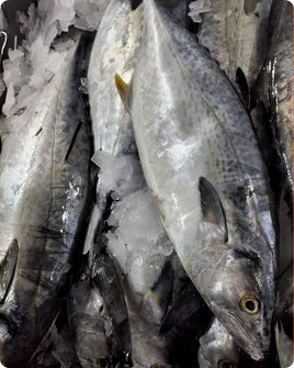 Tuna Big Fresh ($25/Kg)