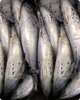 Tuna Big Frozen (5KG)