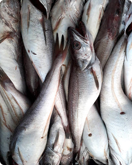 Whiting Fresh ($28/Kg)