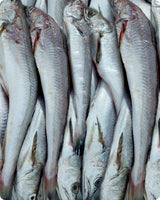 Whiting Frozen (5Kg)