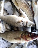 Wild Sea Bass Fresh ($50/KG)