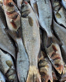 Wild Sea Bass Fresh ($50/KG)