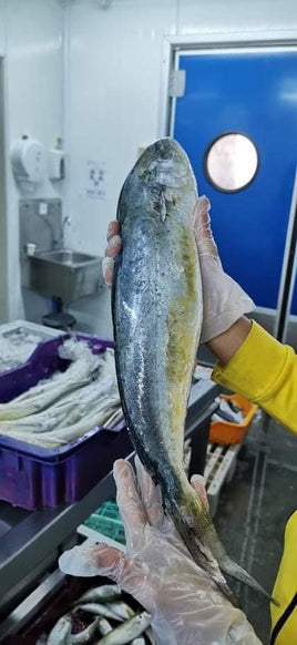 Lambouka, Mahi-Mahi (5Kg Box, $26/kg)