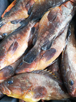 Grouper Red Fresh ($40/KG)