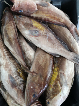 Grouper Brown Fresh ($35/KG)