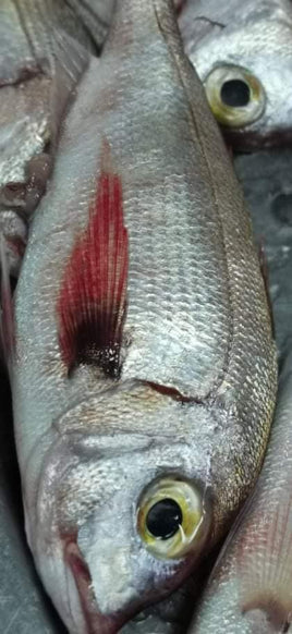 Red Sea Bream (5Kg BOX, $28/KG)