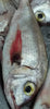 Red Sea Bream (5Kg BOX, $28/KG)