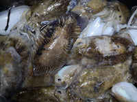 Cuttlefish Fresh ($30/KG)