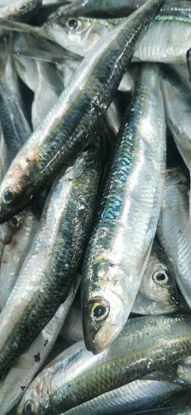 Sardines Fresh ($20/KG)