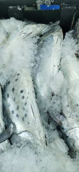 Kingfish Fresh ($32/KG)