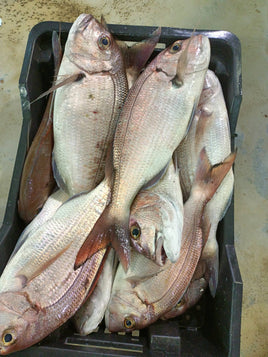 Porgy (5Kg BOX, $35/KG)