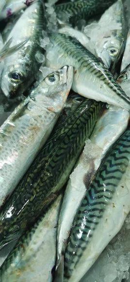 Mackerel (5Kg BOX, $26/KG)