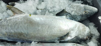 Kingfish Fresh ($32/KG)