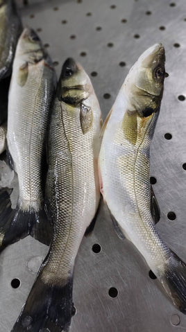 Wild Sea Bass (5Kg BOX, $45/KG)