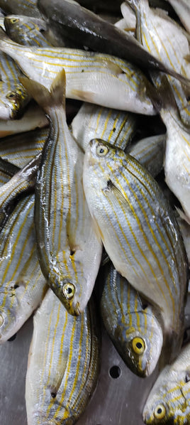 Salpa (5Kg BOX, $26/KG)