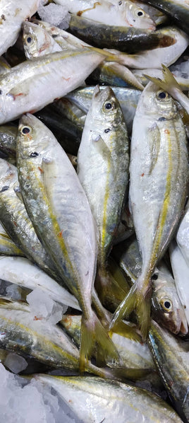 Horse Mackerel (5Kg BOX, $26/KG)