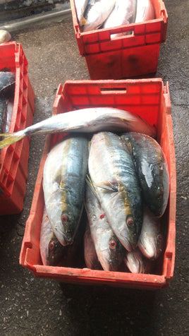 Amberjack (5Kg Box, $22/Kg)