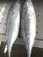 Tuna Fresh ($28/Kg)