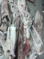 Squid Fresh ($30/Kg)