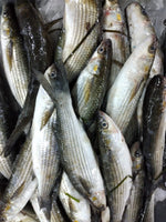 Grey Mullet Medium - Mila (5Kg Box, $28/Kg)