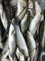 Grey Mullet Medium Fresh - Mila ($28/Kg)