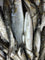 Grey Mullet Medium Frozen (5Kg Box, $24/Kg)
