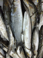 Grey Mullet Medium - Mila (5Kg Box, $28/Kg)
