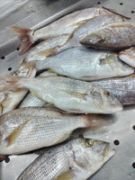 Dentex (5Kg Box, $35/Kg)