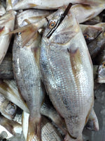 Dentex (5Kg Box, $35/Kg)