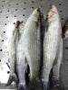 Grey Mullet Big - Bouri (5Kg Box, $32/Kg)
