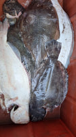 Halibut Frozen ($24/Kg)