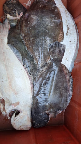 Halibut Frozen ($24/Kg)