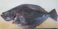 Halibut (5 Kg Box, $26/Kg)